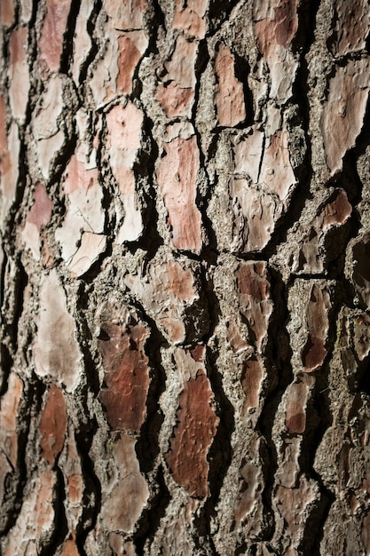 Close-up of tree bark