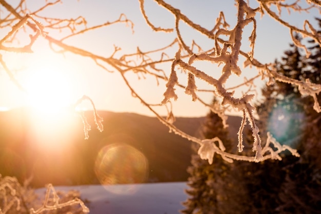 Photo close-up of tree branch in winter