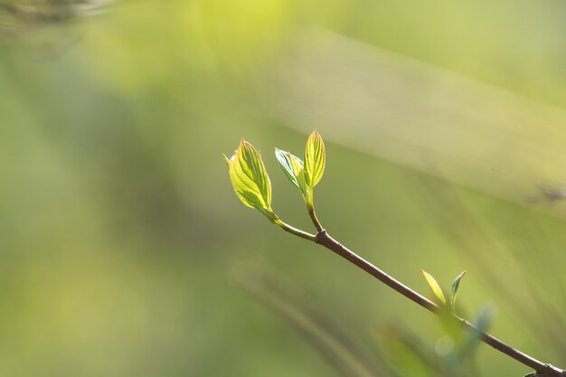 Photo close up of tree branch with first leaves buds. spring background with copy space.