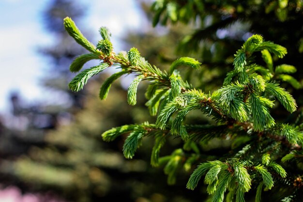 A close up of a tree branch with green needles and the sky in the background