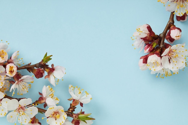 Close up of tree branches with blossoming spring flowers on blue background