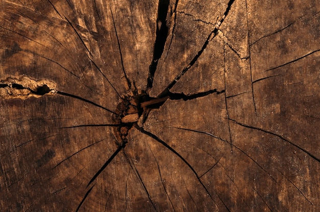 Close up of a tree stump in a cut texture background