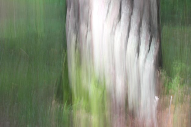 Photo close-up of tree trunk in forest