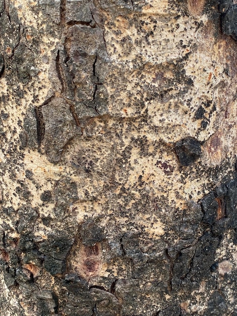 A close up of a tree trunk with a snake face on it.