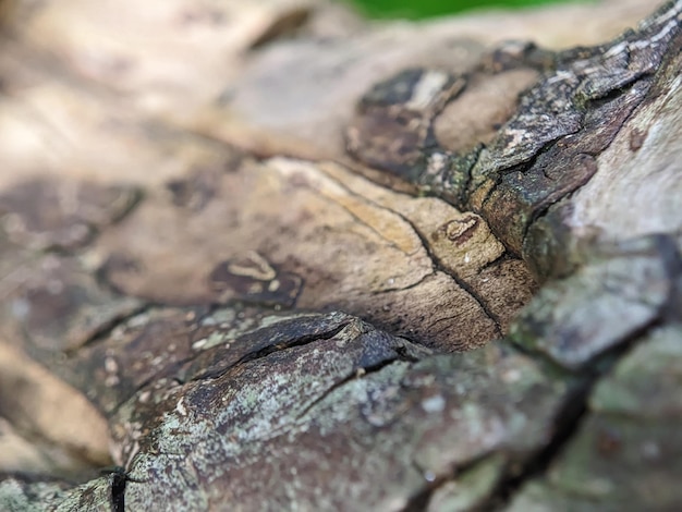 A close up of a tree trunk with a tree trunk and the word'lichen'on it