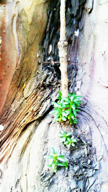 Photo close-up of tree trunk