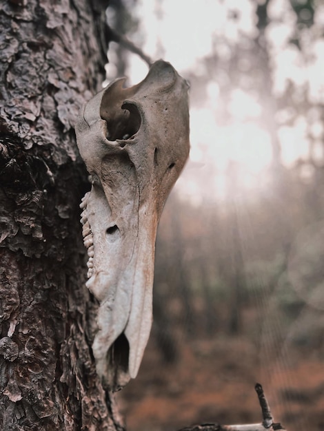 Close-up of tree trunk