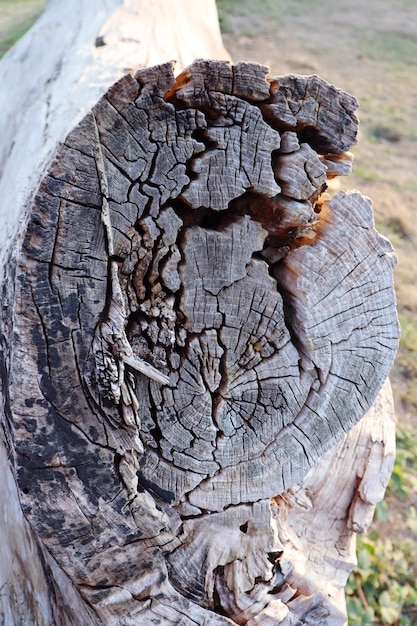 Photo close-up of tree trunk