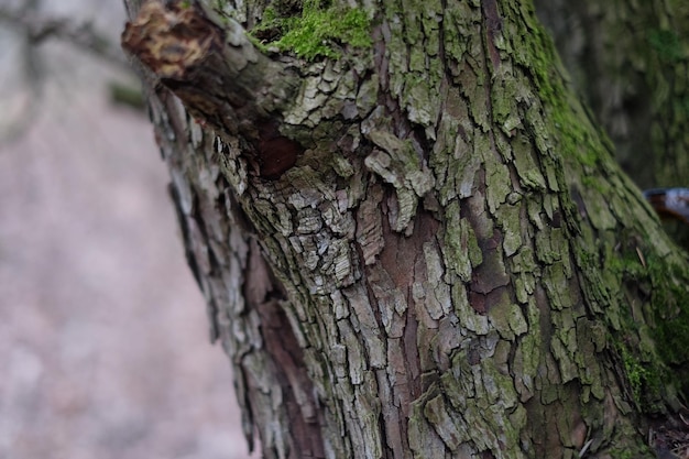 Close-up of tree trunk