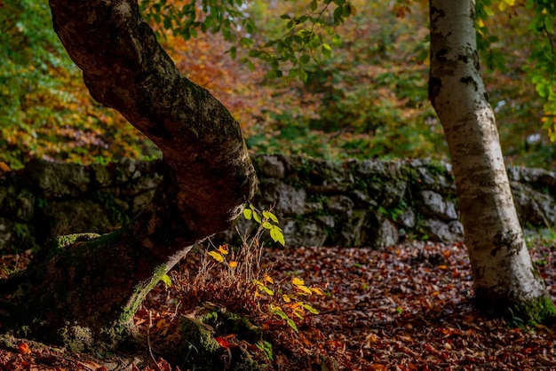 Close-up of tree trunk