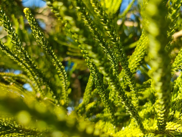 A close up of a tree with green leaves and the sky in the background