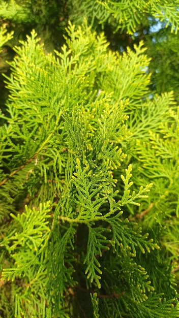 A close up of a tree with green leaves