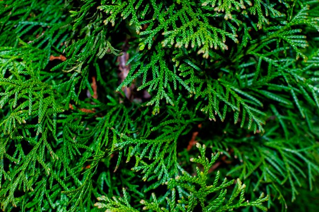 Photo a close up of a tree with green needles