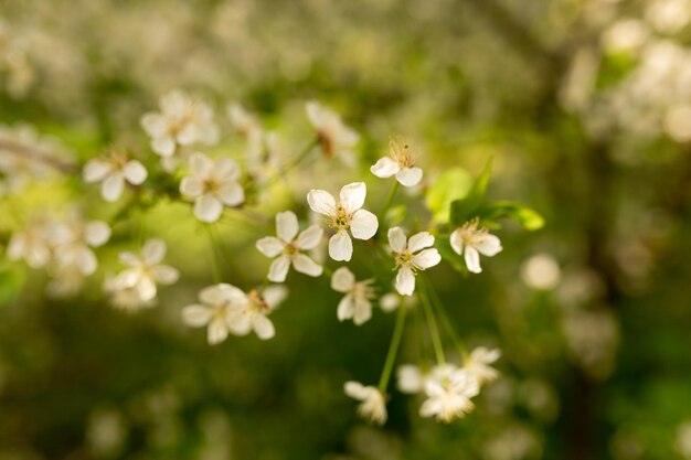 A close up of a tree with white flowers