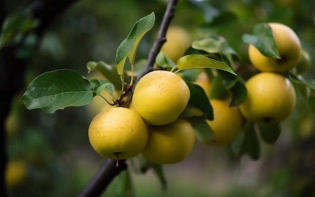 A close up of a tree with yellow apples