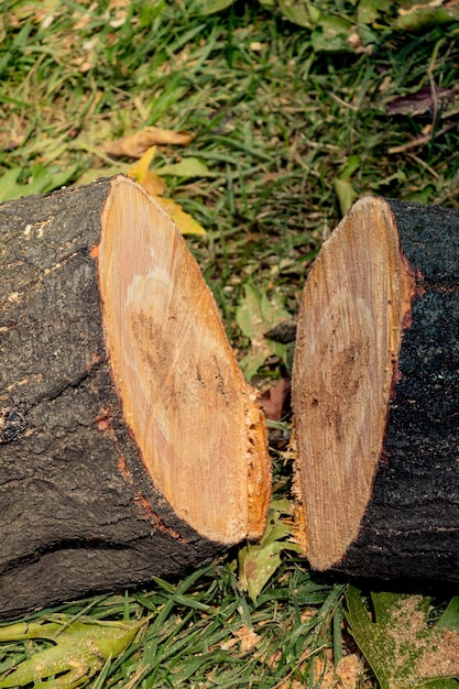 Close up of trees cut on display