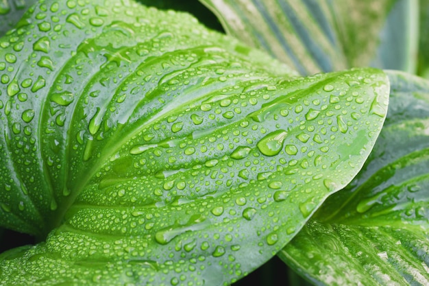 Close-up of a tropical leaf with water drops.