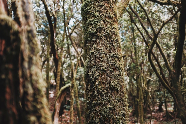 Close up of trunk in deep wild natural forest with musk on it Concept of environment and earth planet protection in natural outdoors national park Green ambient and woods