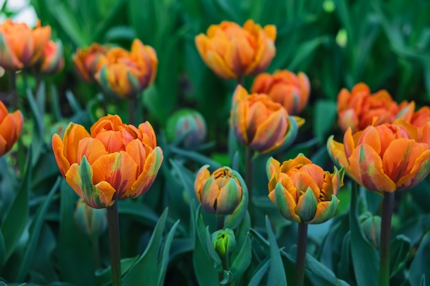 Close up of Tulip field in the park with beautifully orange blooming tulips