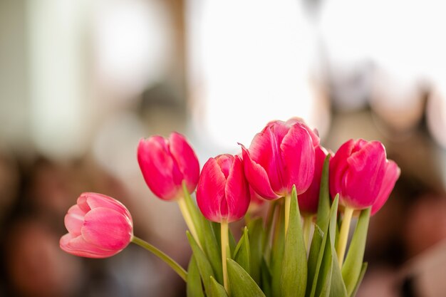 Close up of tulip flowers