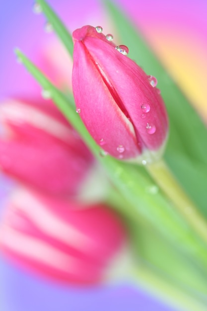 Close-up of tulip with drops 