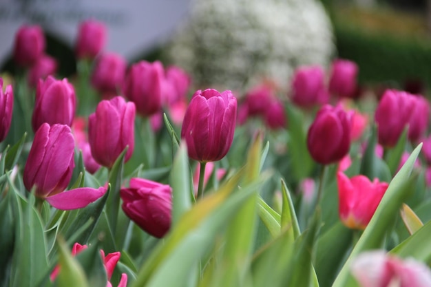 Close-up of tulips blooming outdoors