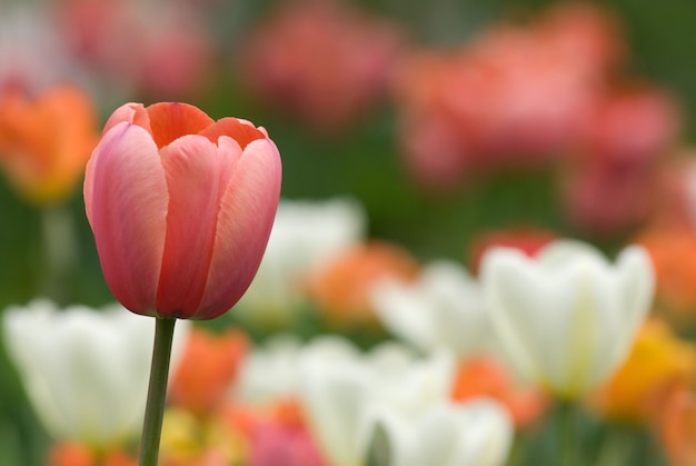 close up of tulips. Flower background