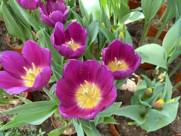 Close up of tulips in the garden