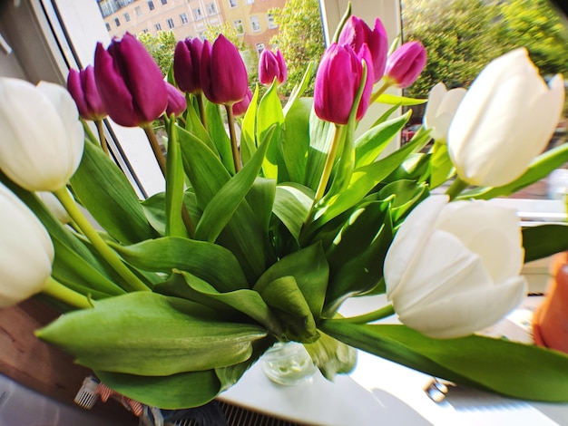 Close-up of tulips