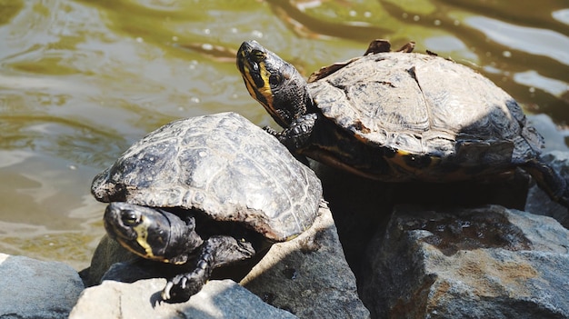 Close-up of turtle on rock