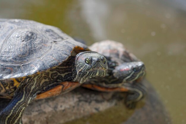 Close-up of a turtle