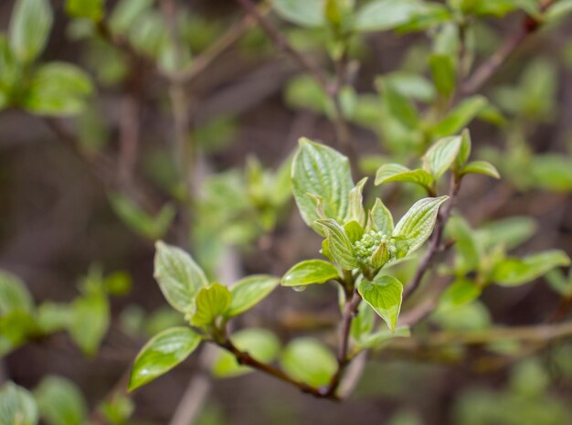 Close up twig with young leaves and rain drops concept photo Young branches stems in springtime