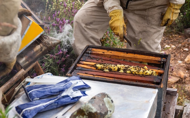 Photo close up of two beekeepers checking open beehive wearing beekeeping suit and gloves and using smoker