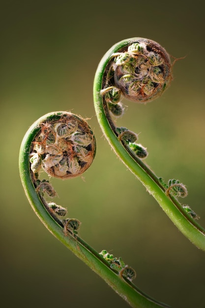 Photo close-up of two green fiddleheads