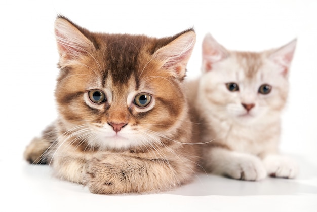 Close up of two kittens.