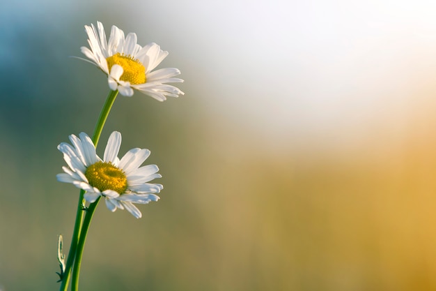 Close-up of two tender beautiful simple white daises with bright yellow hearts lit by morning sun blooming on high stems