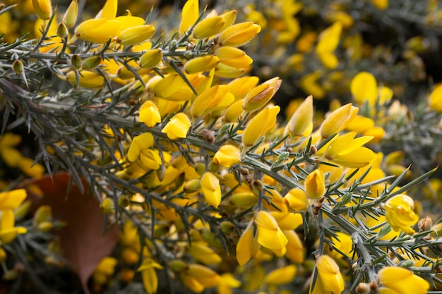 Close up of ulex europaeus know as gorse bush with small bright yellow flowers