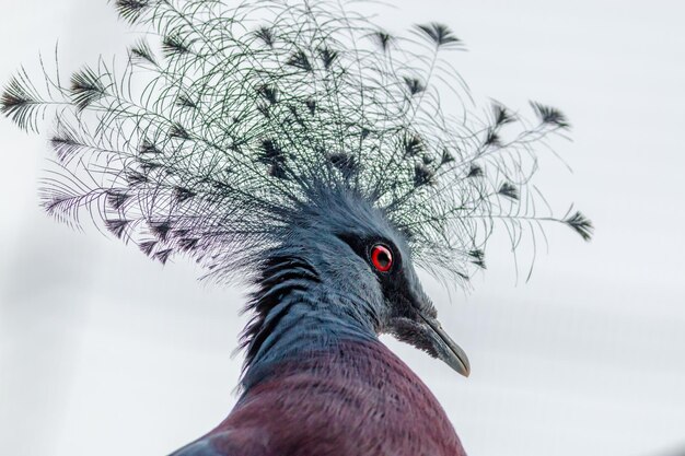 Photo close-up of unique bird