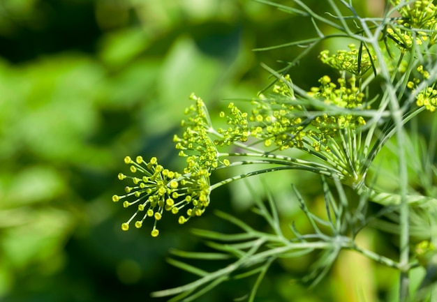 close-up of unripe green umbrella dill, shallow depth of field