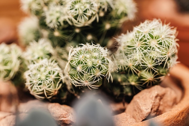 Close-up of a varietal seedlings of a Mammillaria elongate cactus flowers in a pot. Plants in a garden center.