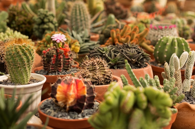 Close up variety small cacti