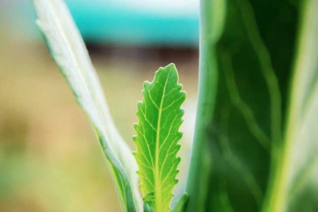 Close up of vegetable green leaves