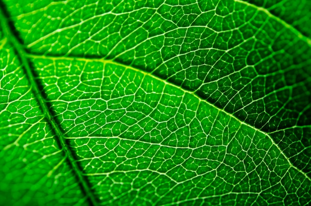 Close up of the veins on a leaf