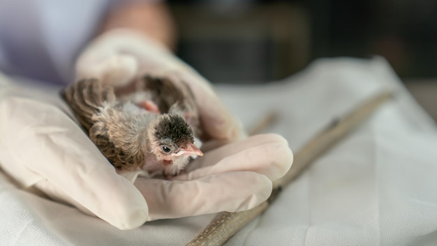 Close up of veterinarians hands in surgical gloves holding small bird after attacked and injured by a cat