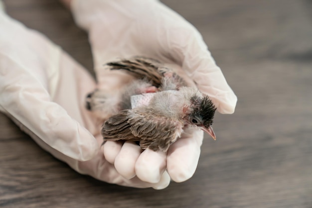 Close up of veterinarians hands in surgical gloves holding small bird after attacked and injured by a cat