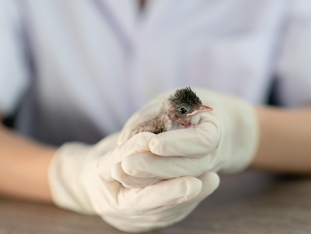 Close up of veterinarians hands in surgical gloves holding small bird after attacked and injured by a cat