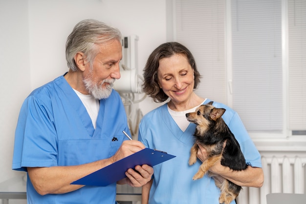 Close up on veterinary doctor taking care of pet