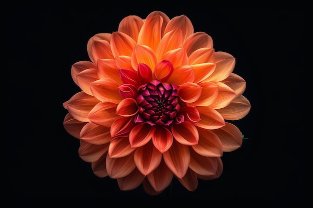 Close Up of Vibrant Dahlia Flower Against Dark Background