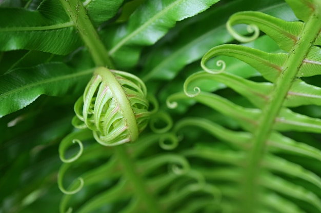 Close Up of Vibrant Green Rolling Young Fern Leaf