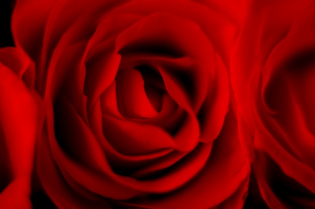 Close up of vibrant red roses, floral background for Valentine's day